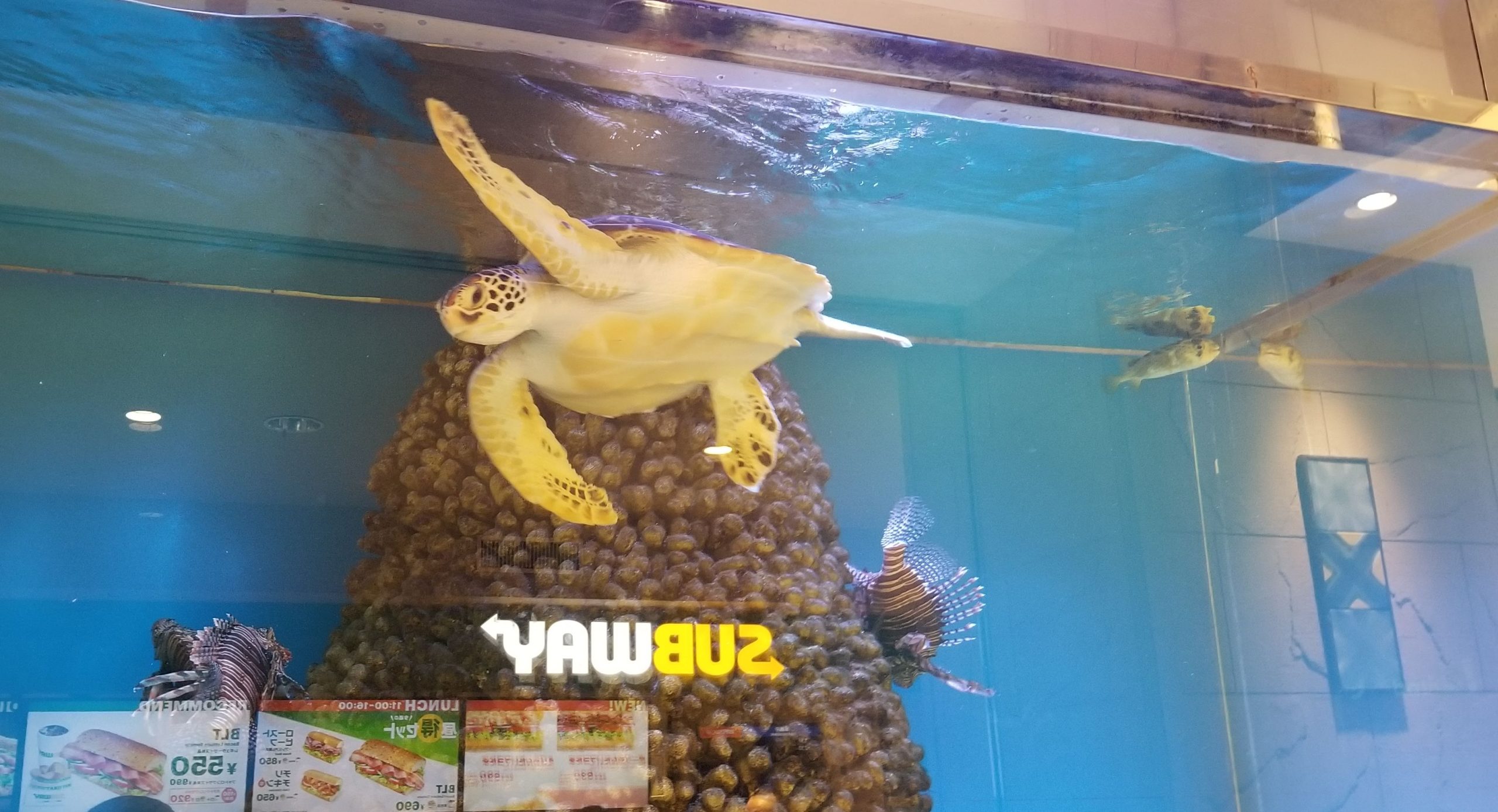 幸福な街八千代台のエルム水族館