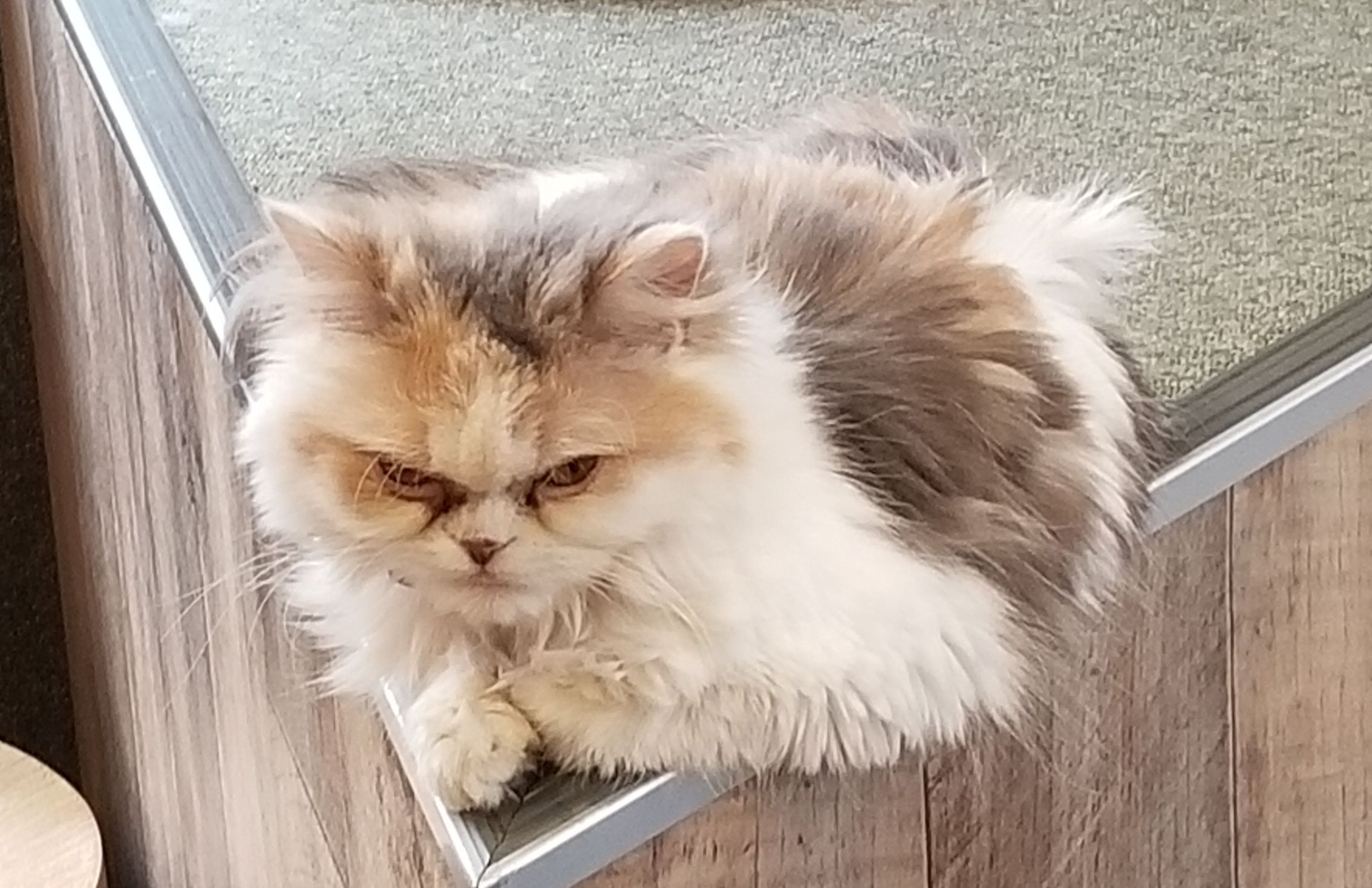 日吉の猫カフェ「空陸家」