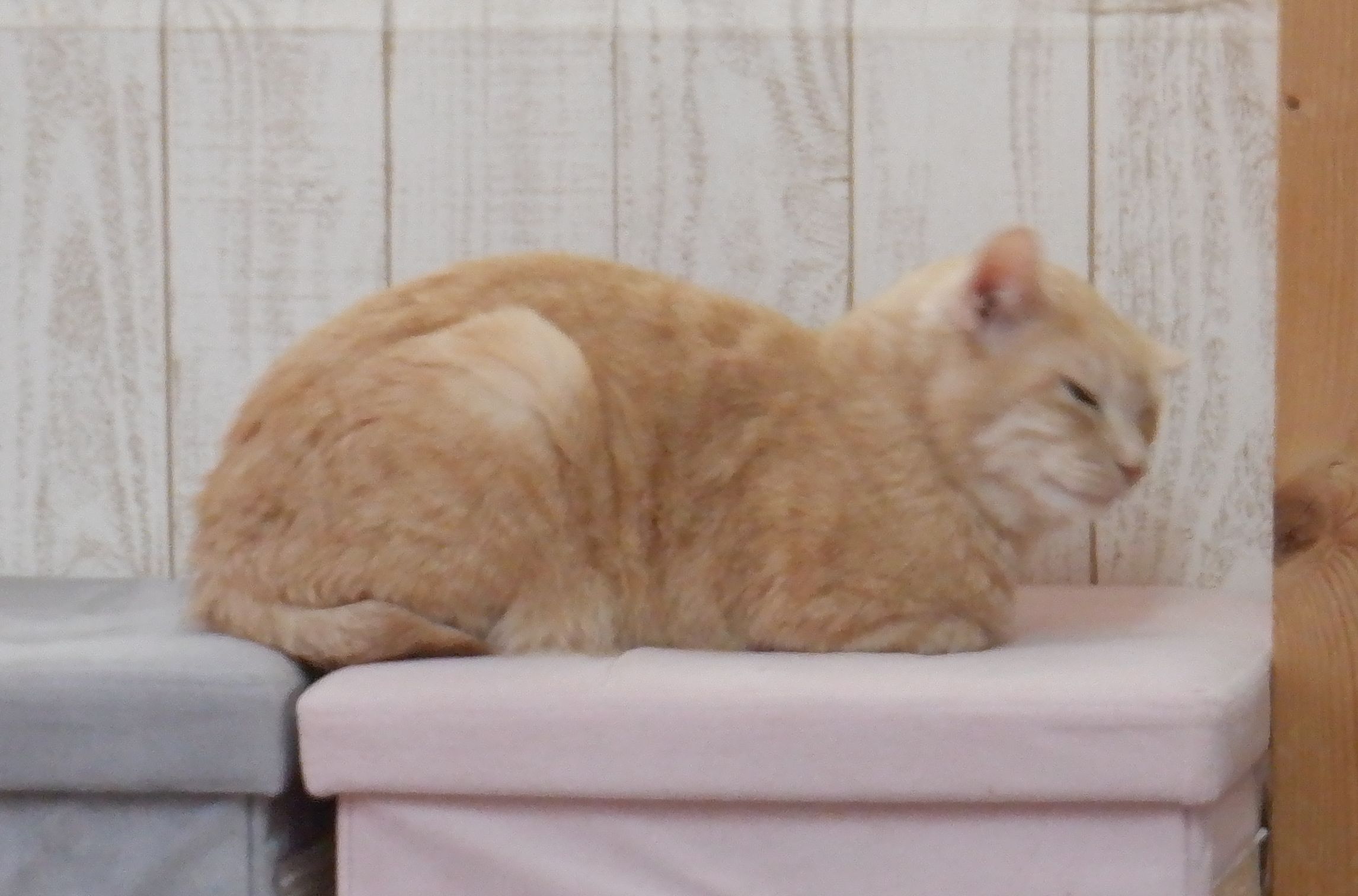 譲渡型猫カフェ「にゃんくる」川崎に行ってきた