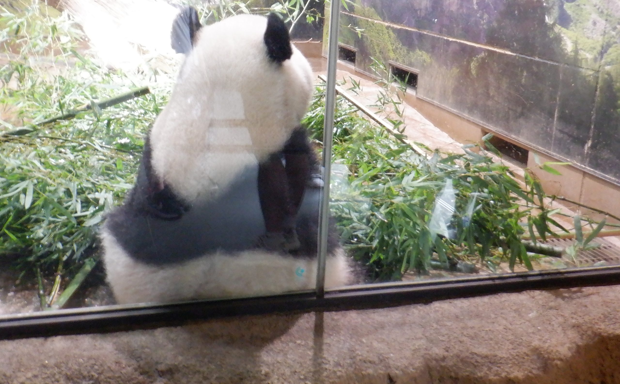 カバはパンダを馬鹿にするな